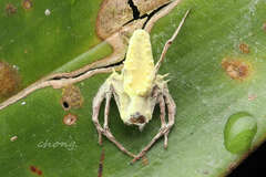 Gibellula