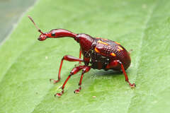 Cycnotrachelus flavotuberosus