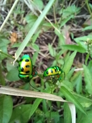 Chrysocoris