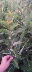 Salix myricoides