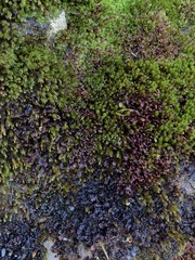 Scapania undulata