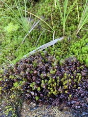 Scapania undulata
