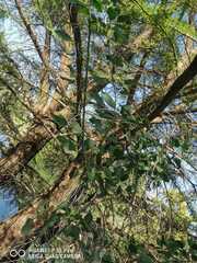 Phoradendron leucarpum