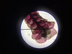 Scapania undulata