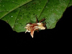 Cylindralcides saundersii