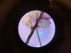 Scapania undulata