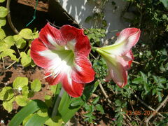 Hippeastrum hybridum