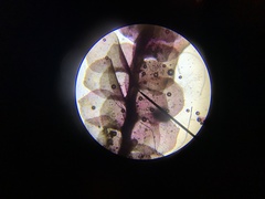 Scapania undulata