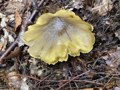 Tricholoma equestre