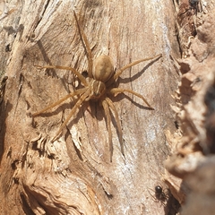 Dolomedes instabilis