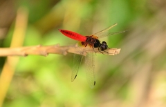 Aethriamanta brevipennis