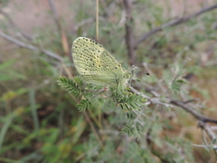 Eurema daira