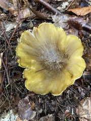 Tricholoma equestre