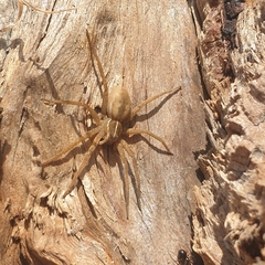 Dolomedes instabilis