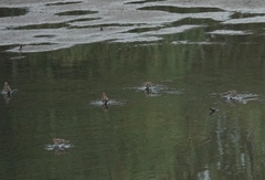 Gallinago
