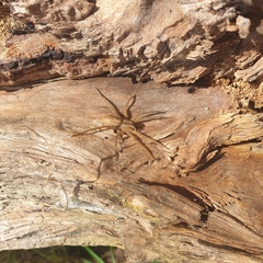 Dolomedes instabilis
