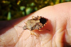 Podisus placidus