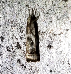 Microcrambus kimballi