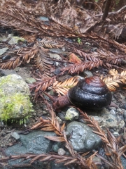 Monadenia subcarinata