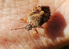 Podisus placidus