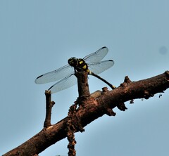 Ictinogomphus rapax