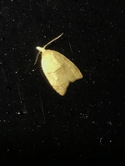 Coelostathma discopunctana