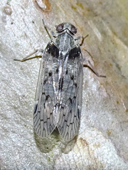 Melanoliarus aridus