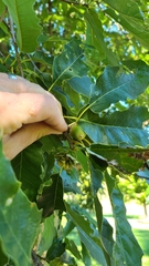 Andricus quercusfrondosus