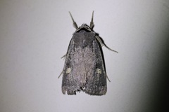 Adelphagrotis indeterminata