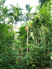 Ptychosperma elegans