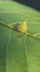Caryomyia ansericollum