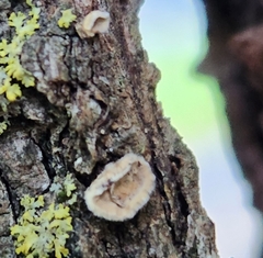 Aleurodiscus oakesii
