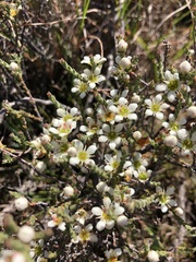 Diosma passerinoides