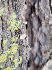 Aleurodiscus oakesii