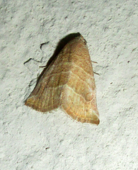 Eublemma baccatrix