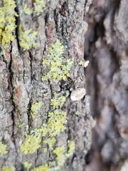 Aleurodiscus oakesii