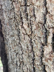 Aleurodiscus oakesii