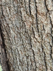 Aleurodiscus oakesii