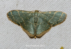 Lophophleps triangularis