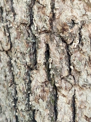 Aleurodiscus oakesii