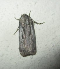 Agrotis spinifera