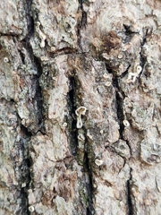 Aleurodiscus oakesii