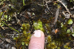 Corybas dienemus