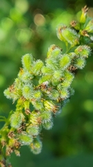 Rhopalomyia anthophila