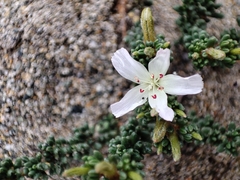 Frankenia chilensis