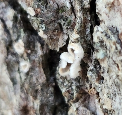 Aleurodiscus oakesii