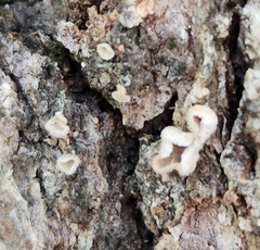 Aleurodiscus oakesii