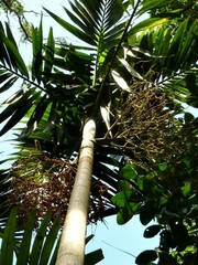 Ptychosperma elegans