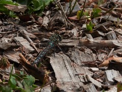 Aeshna interrupta interrupta