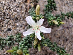 Frankenia chilensis